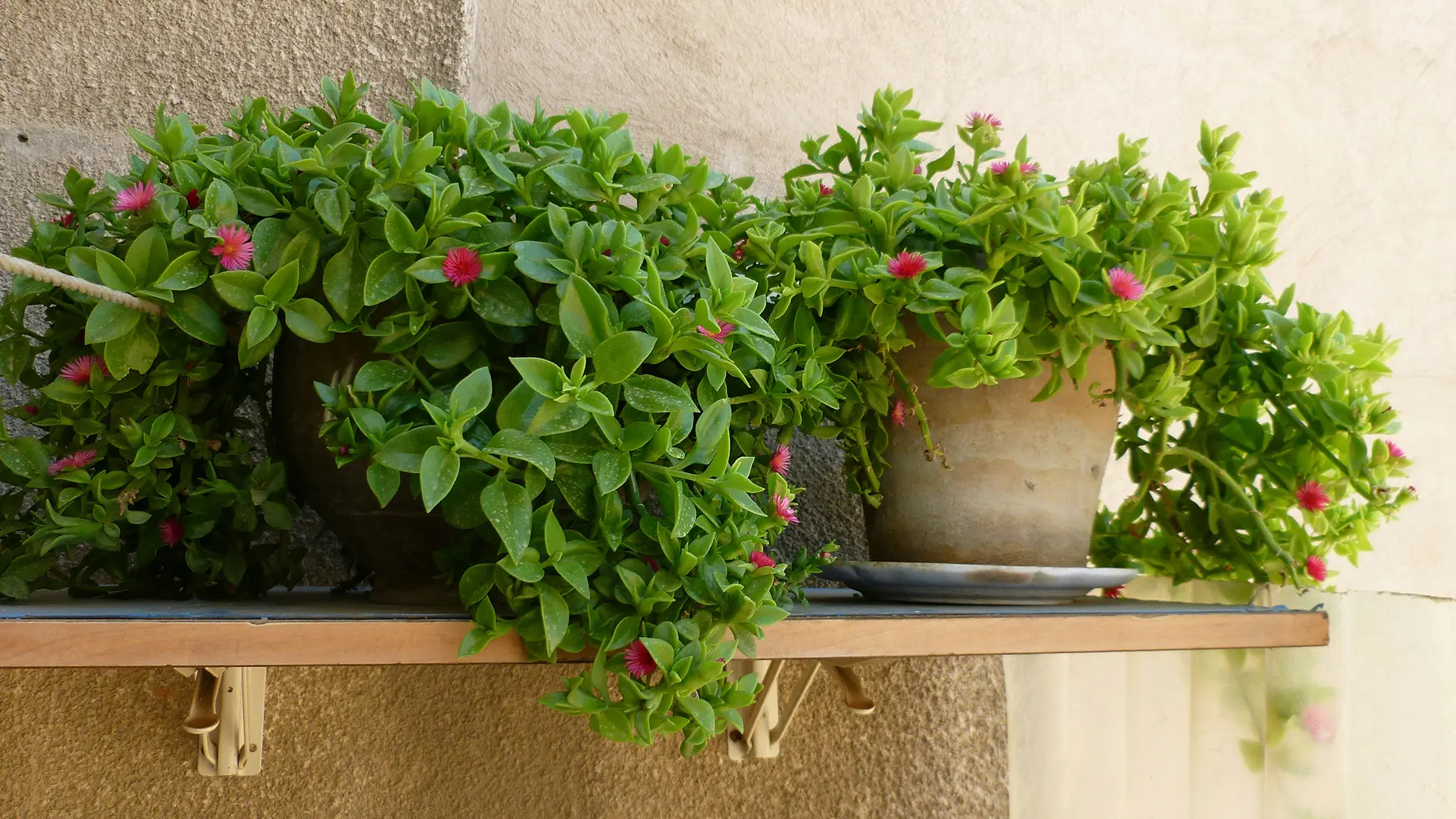 Autoriego para maceta